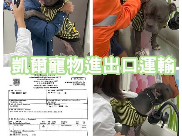 2023/12/27 『中國』混種狗狗豆豆陪主人一起去上海工作啦~~~